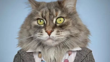 New invention turns miaows into speech