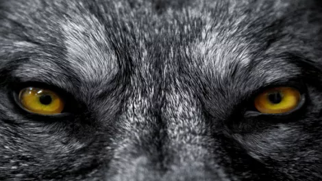 Initial Coin Offerings: Lack of regulation is a wolf in sheep's clothing, says lawyer