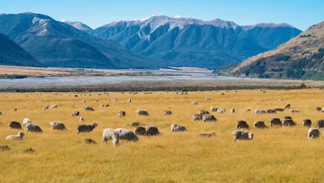 Silicon Valley connection to boost NZ's agritech sector