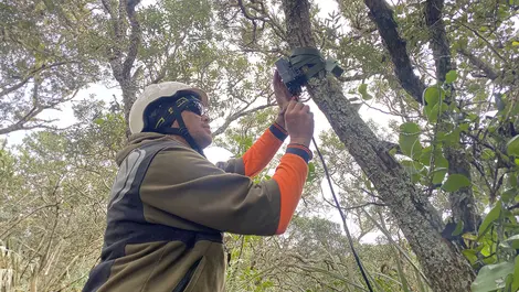 AI cameras help save Motutapu Island's rare birds